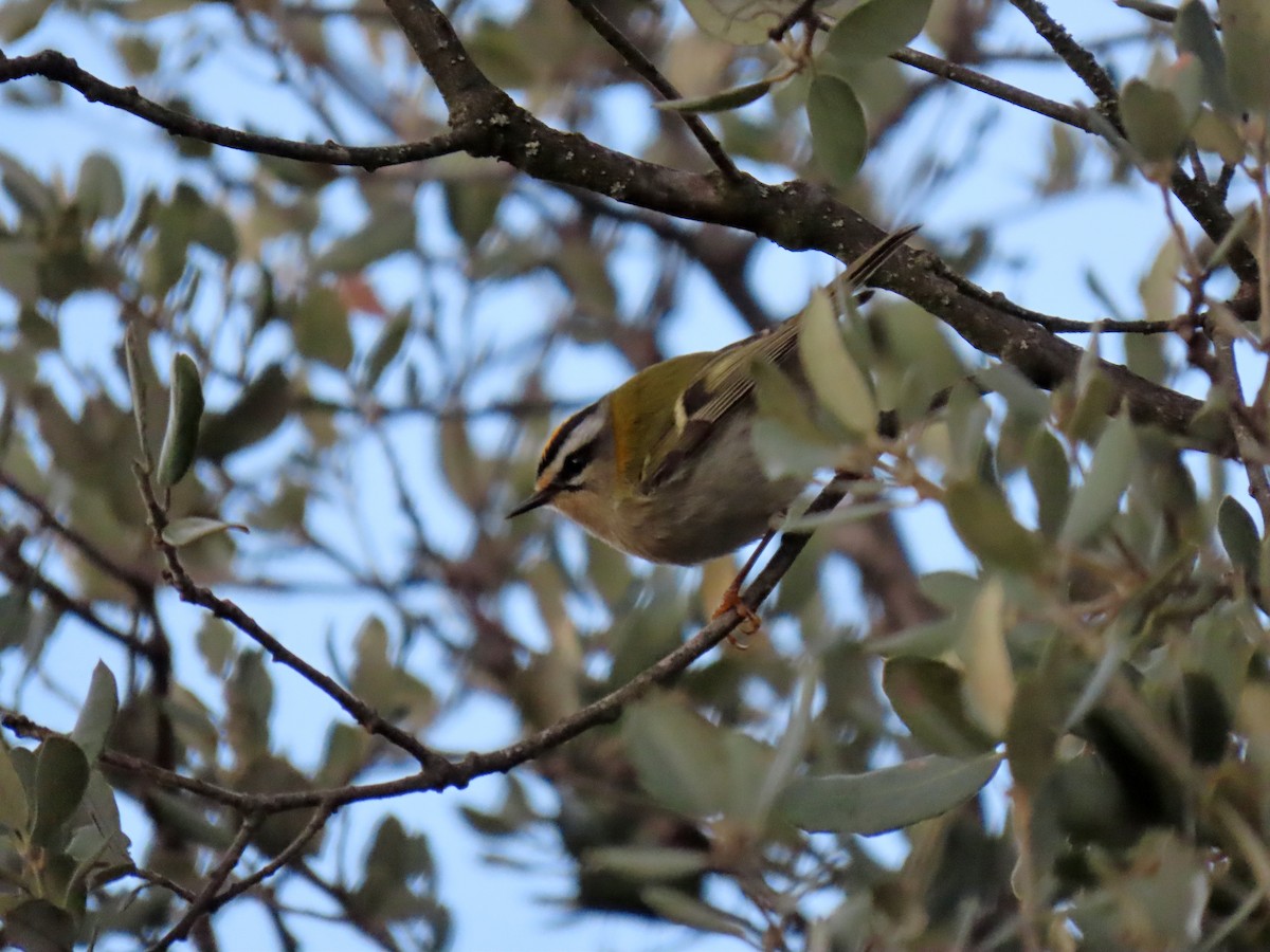 Common Firecrest - ML645392948
