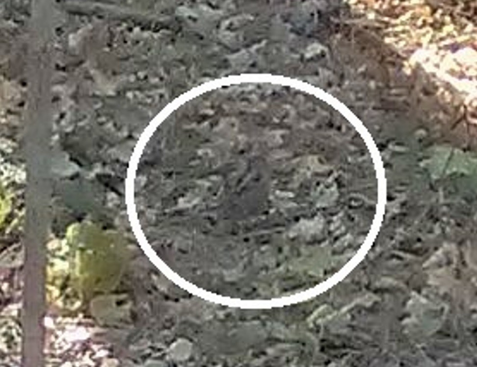 American Woodcock - ML645392953