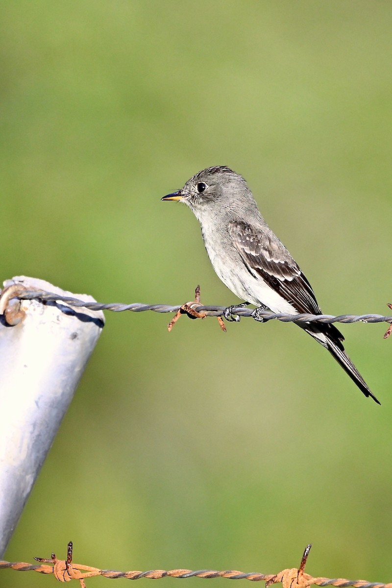 Western Wood-Pewee - ML645392958