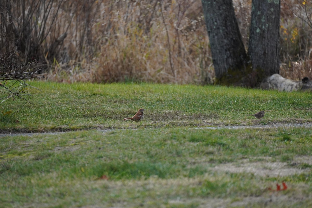 Brown Thrasher - ML645392960