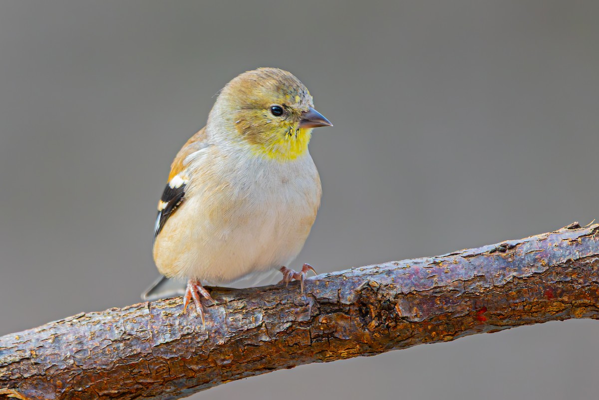 American Goldfinch - ML645392964