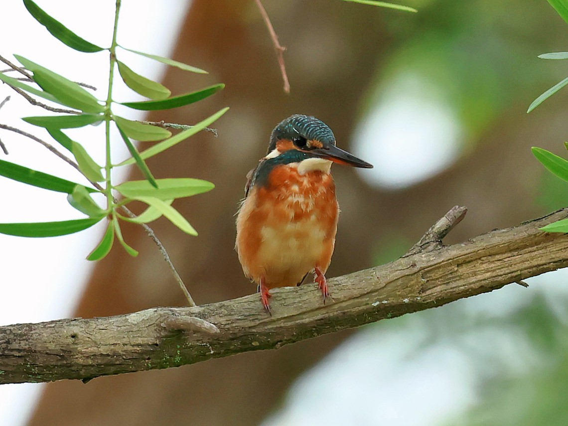 isfugl - ML645392988