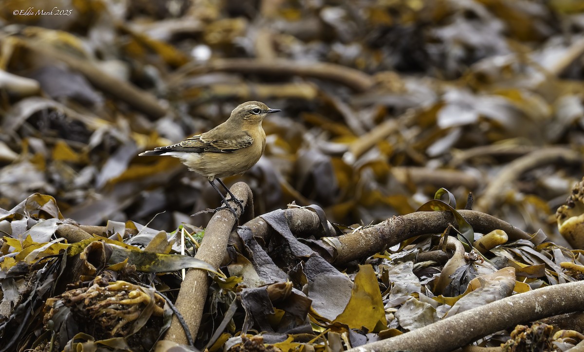 Northern Wheatear (Greenland) - ML645393001