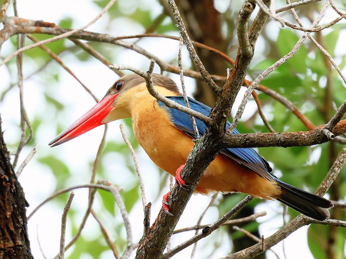 storkenebbisfugl - ML645393002