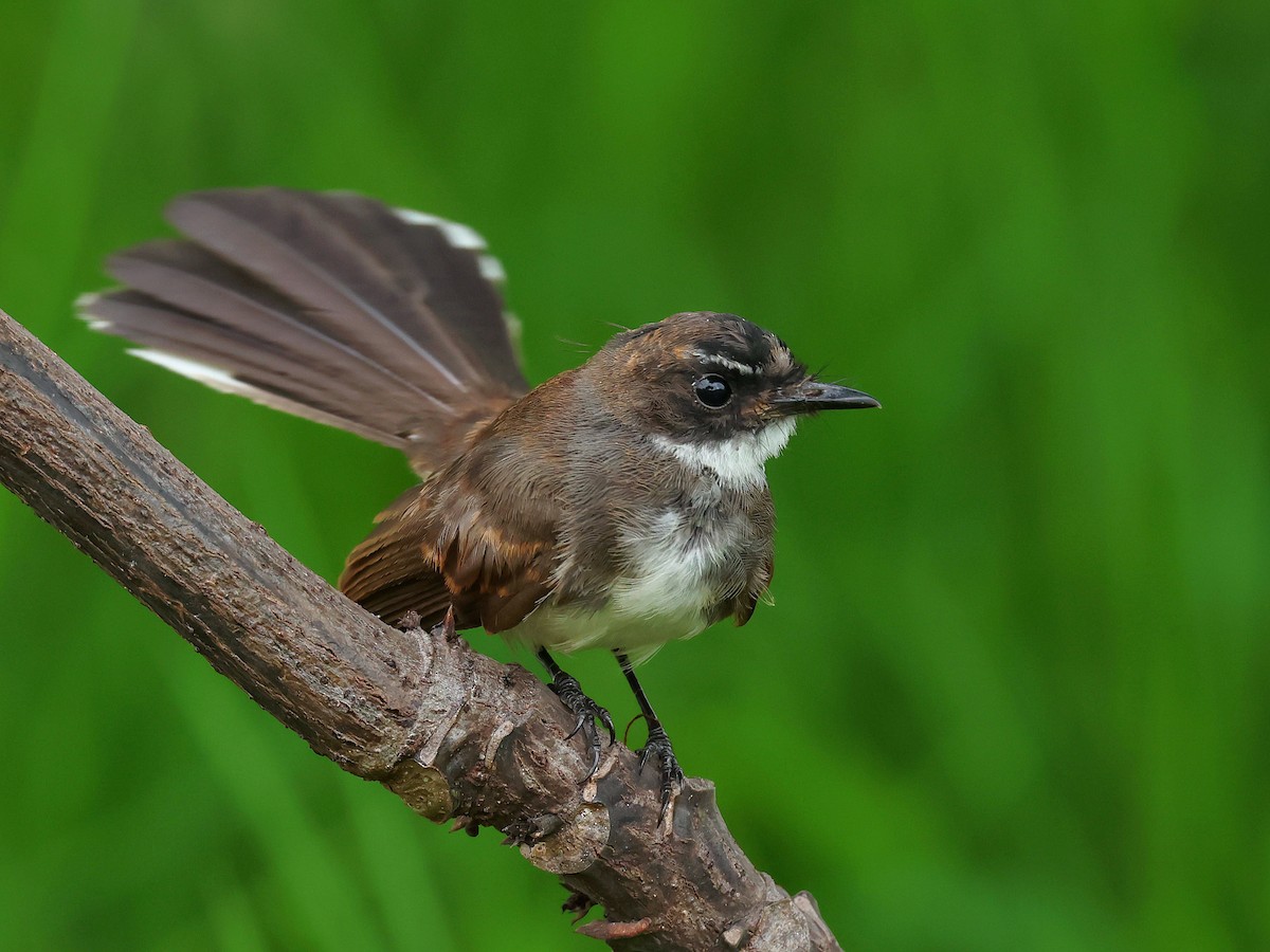 belteviftestjert - ML645393005