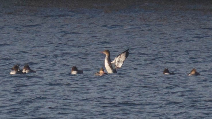 Red-breasted Merganser - ML645393042