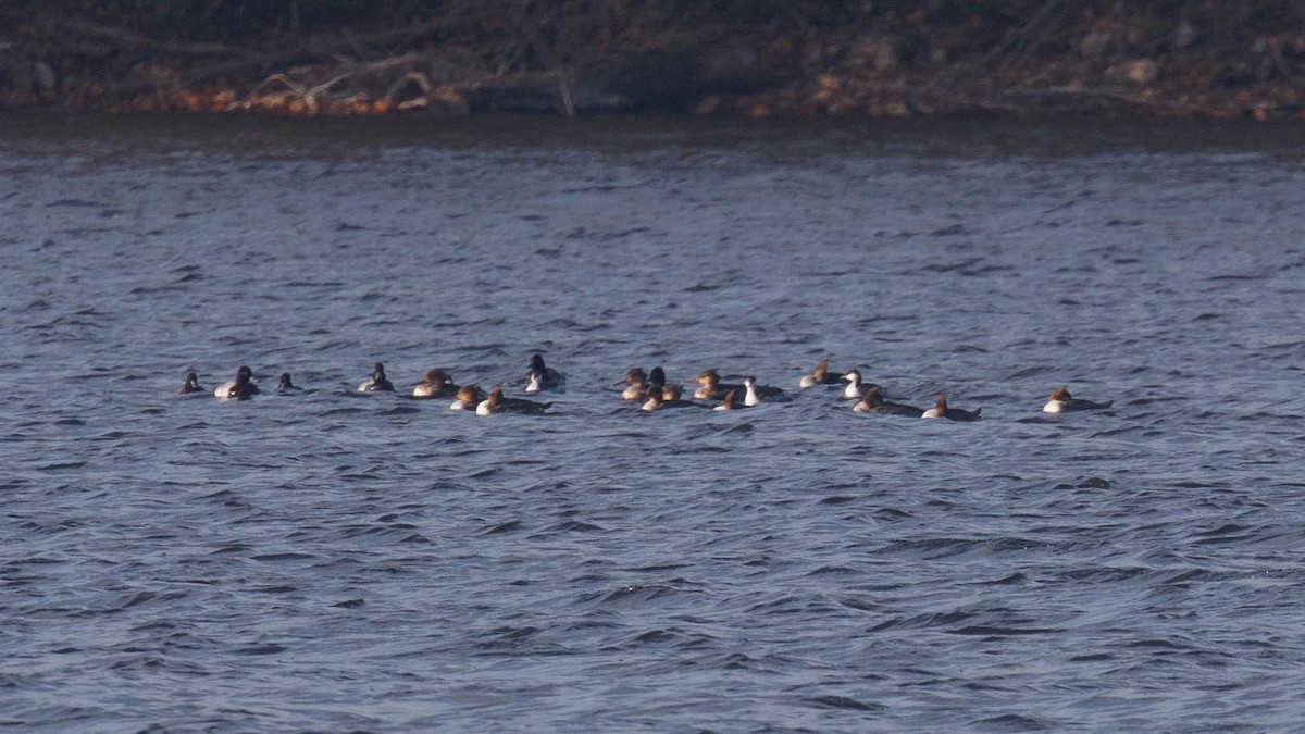 Red-breasted Merganser - ML645393043