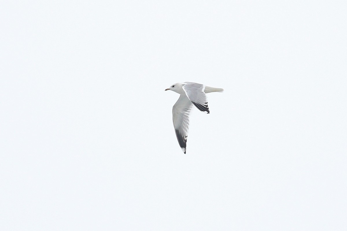 Common Gull (European) - ML645393044