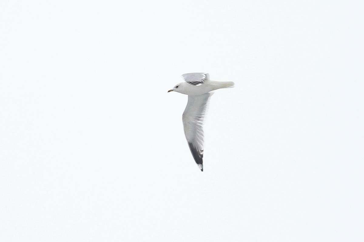 Common Gull (European) - ML645393052