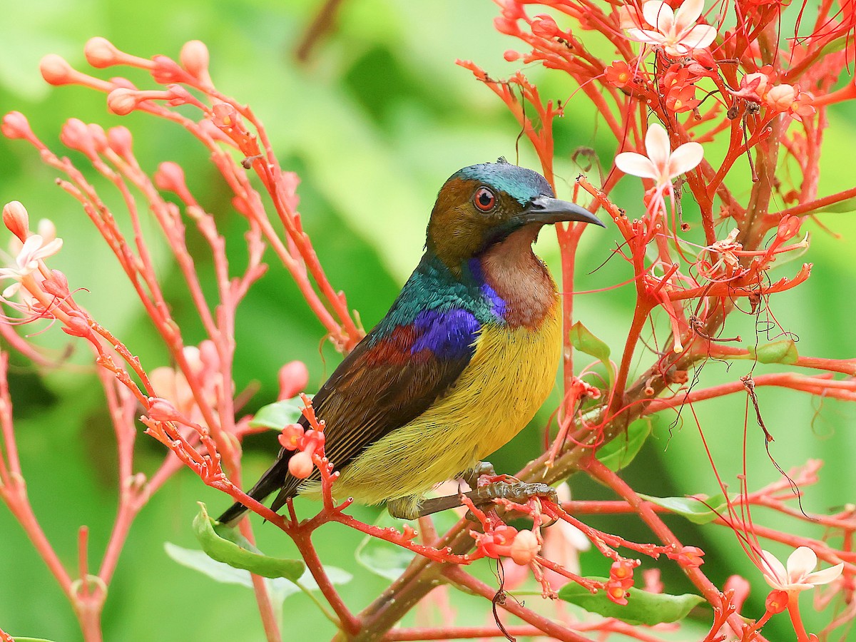 malaysolfugl - ML645393085