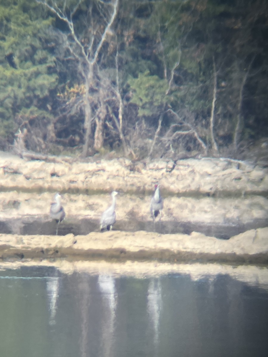 Sandhill Crane - ML645393095