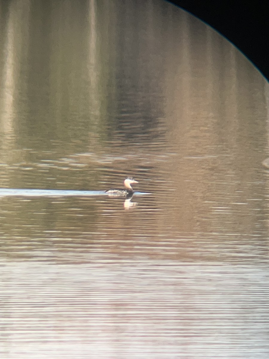 Horned Grebe - ML645393096