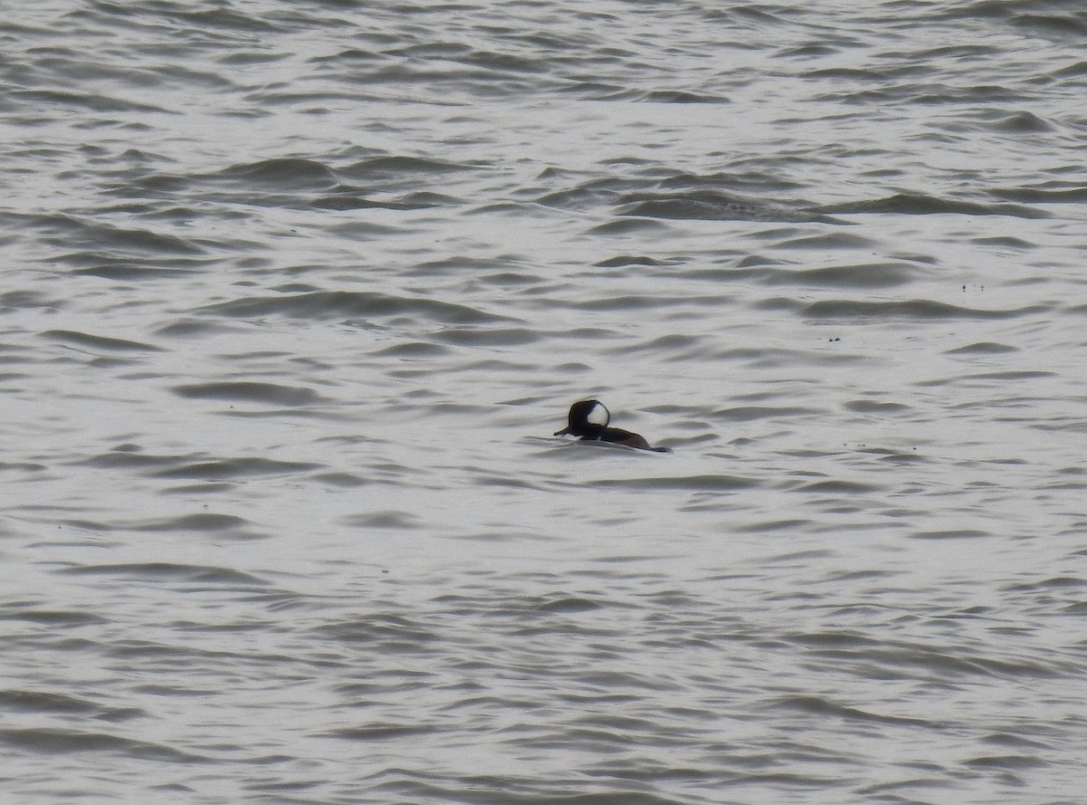 Hooded Merganser - ML645393097