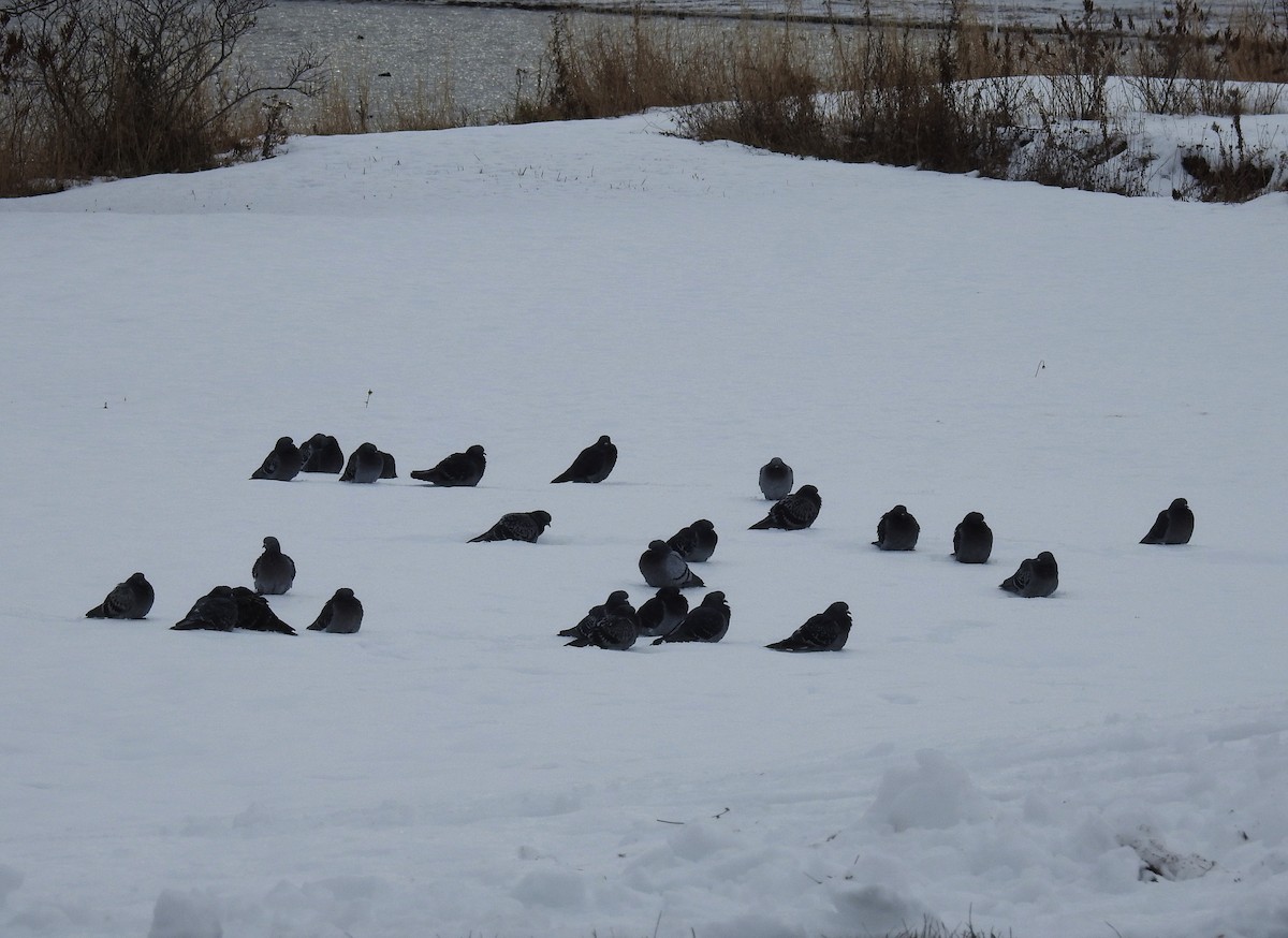 Rock Pigeon (Feral Pigeon) - ML645393117
