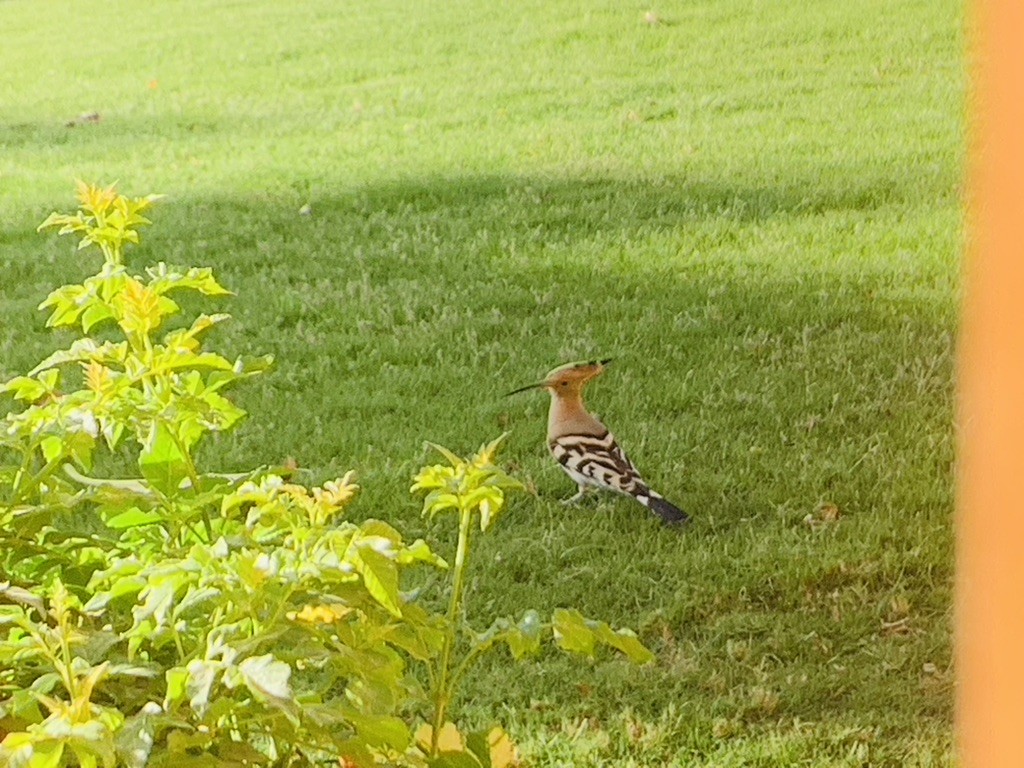 Common Hoopoe - ML645393118
