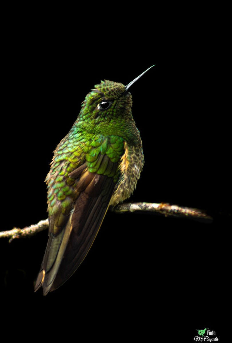 Buff-tailed Coronet - ML645393147