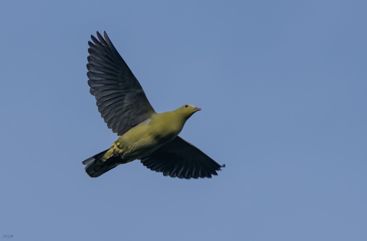 Colombar des Andaman - ML645393154