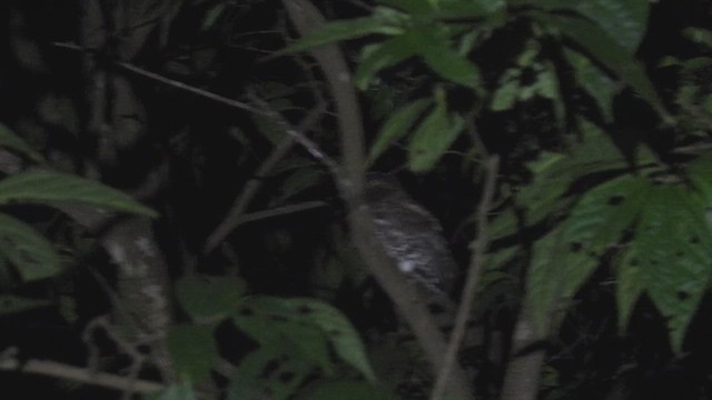 landsbyugle - ML645393156