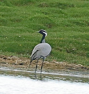 jeřáb panenský - ML645393202