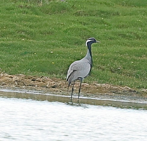 jeřáb panenský - ML645393203