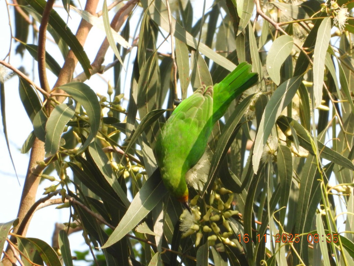 Золотолобая листовка - ML645393212