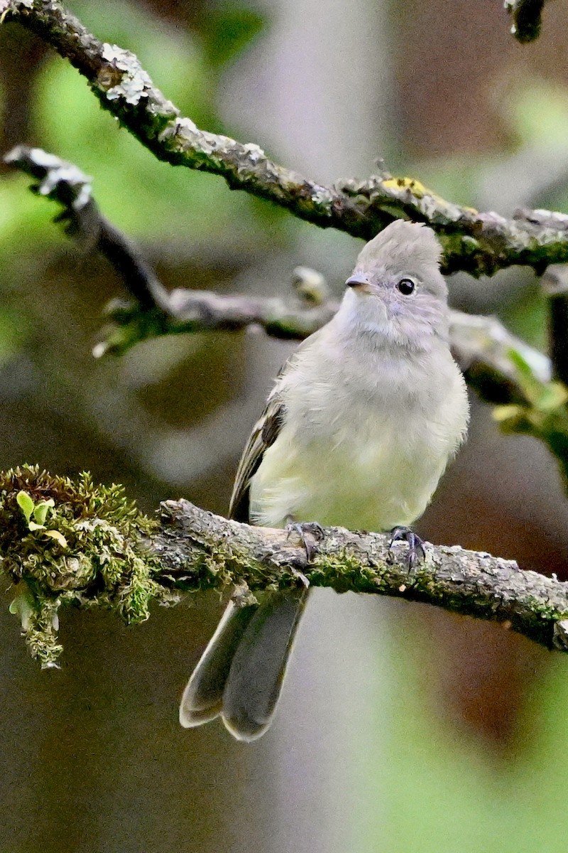 Желтобрюхая эления - ML645393227