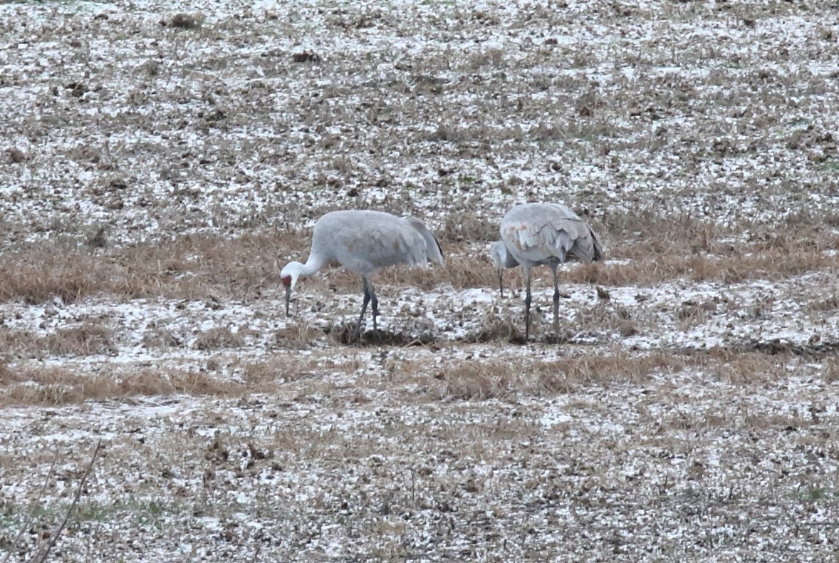 Grulla Canadiense - ML645393233