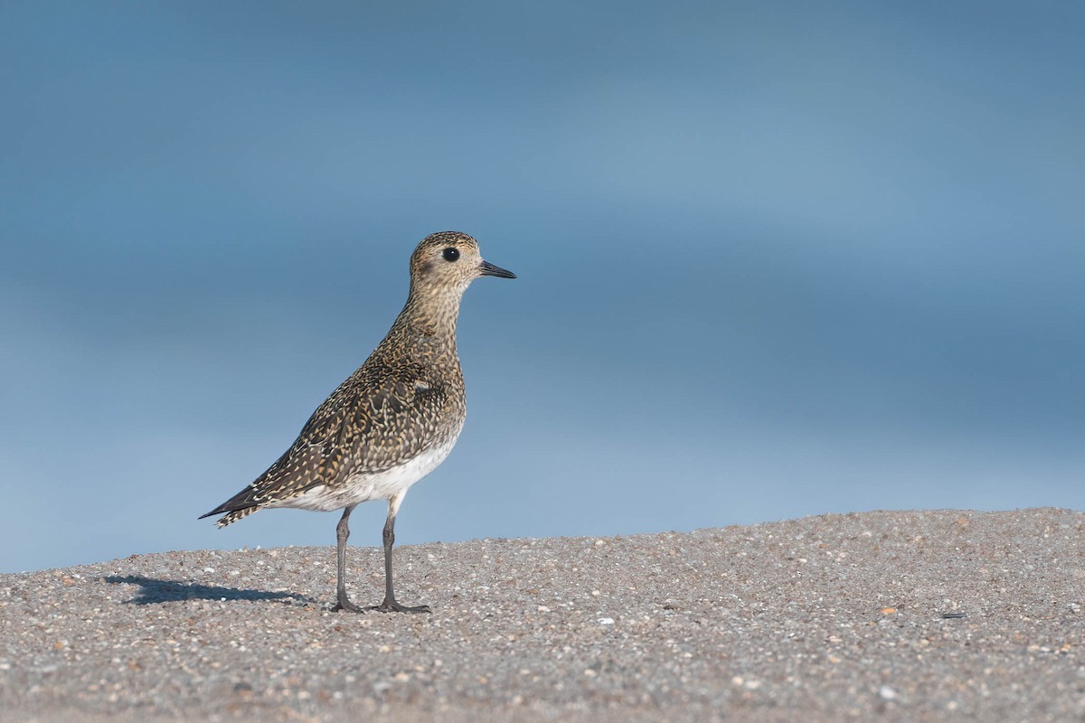 Сивка звичайна - ML645393236