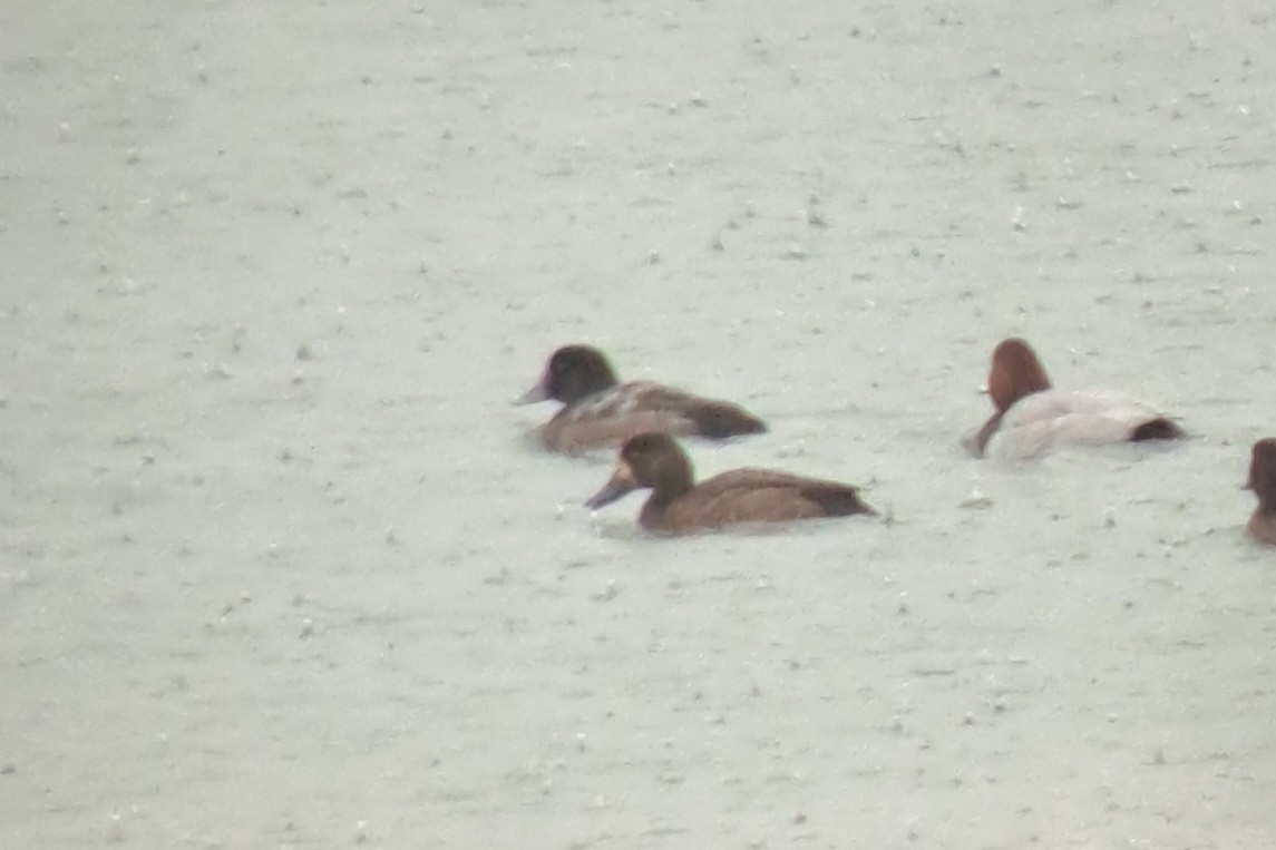 Greater Scaup - ML645393251