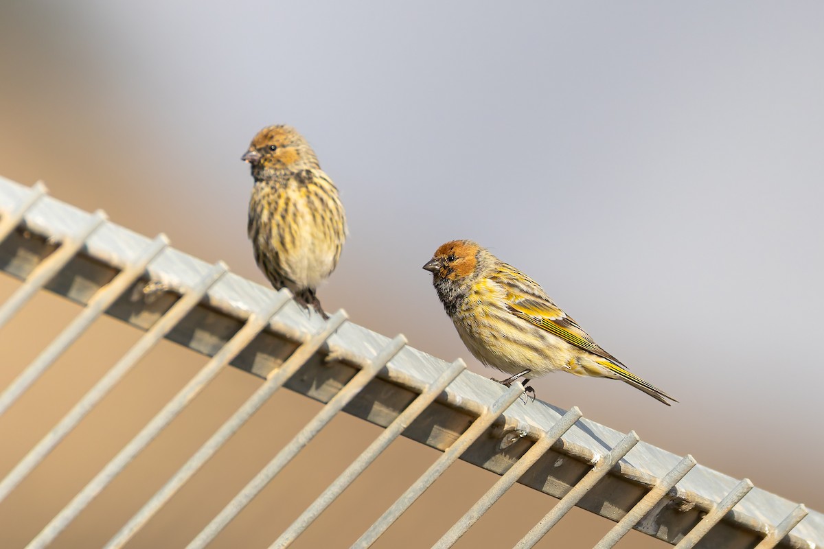 zvonohlík královský - ML645393256