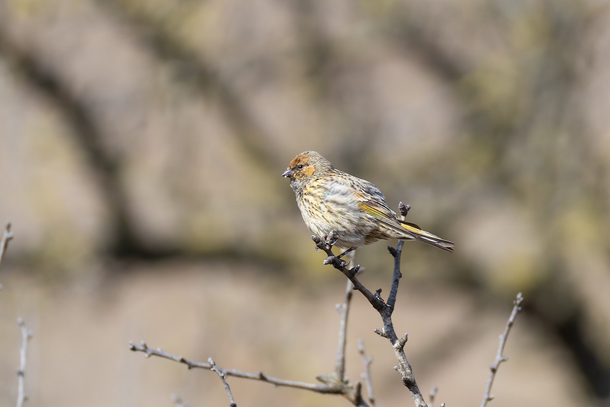 zvonohlík královský - ML645393257