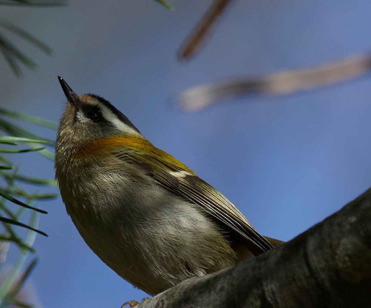 Common Firecrest - ML645393264