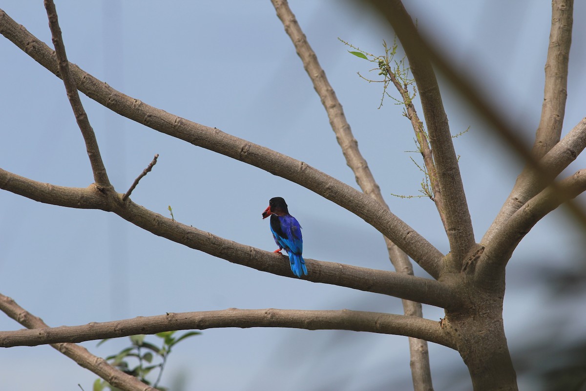 ledňáček jávský - ML645393266