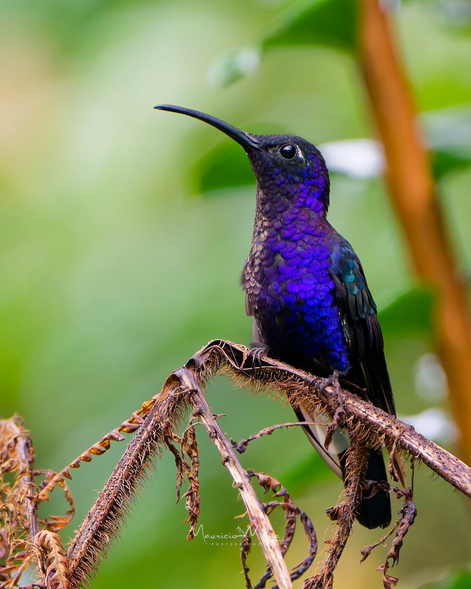 Violet Sabrewing - ML645393273