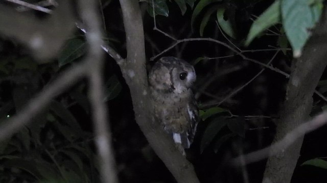 landsbyugle - ML645393289