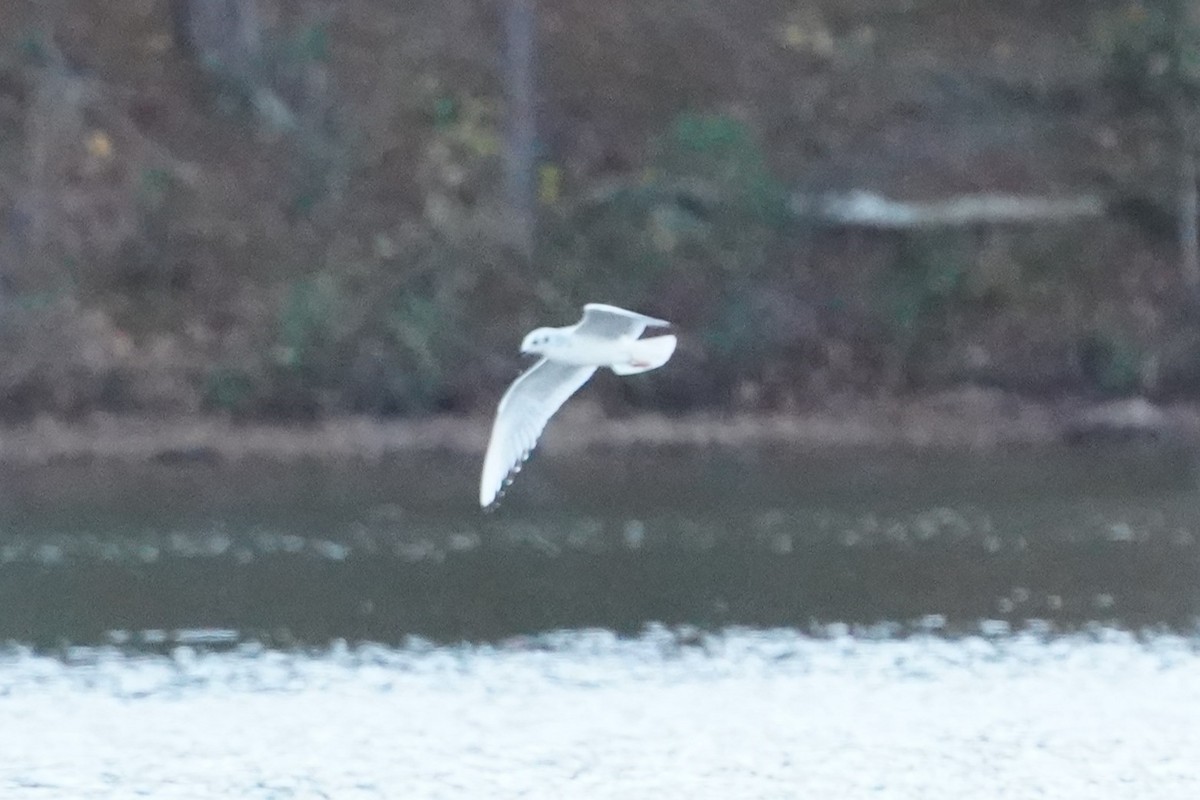 Bonaparte's Gull - ML645393298