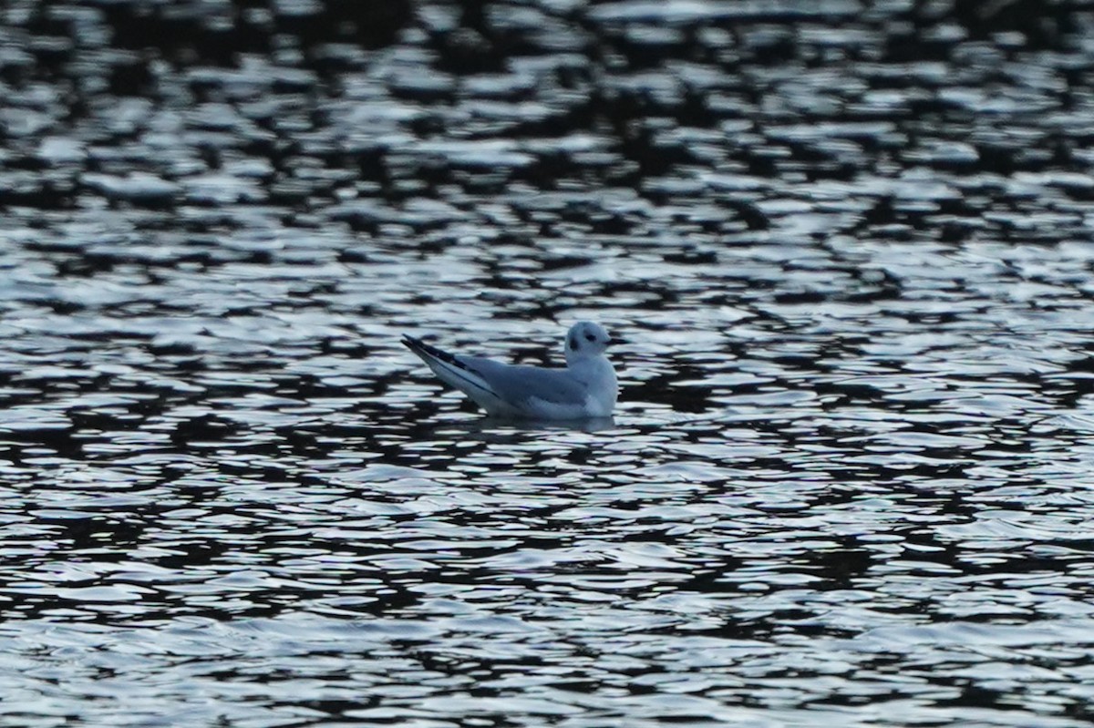 Bonaparte's Gull - ML645393299