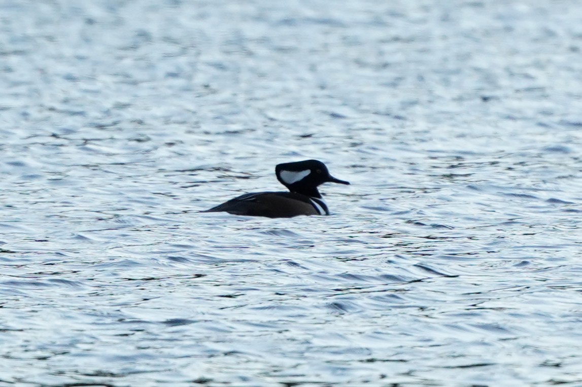 Hooded Merganser - ML645393309