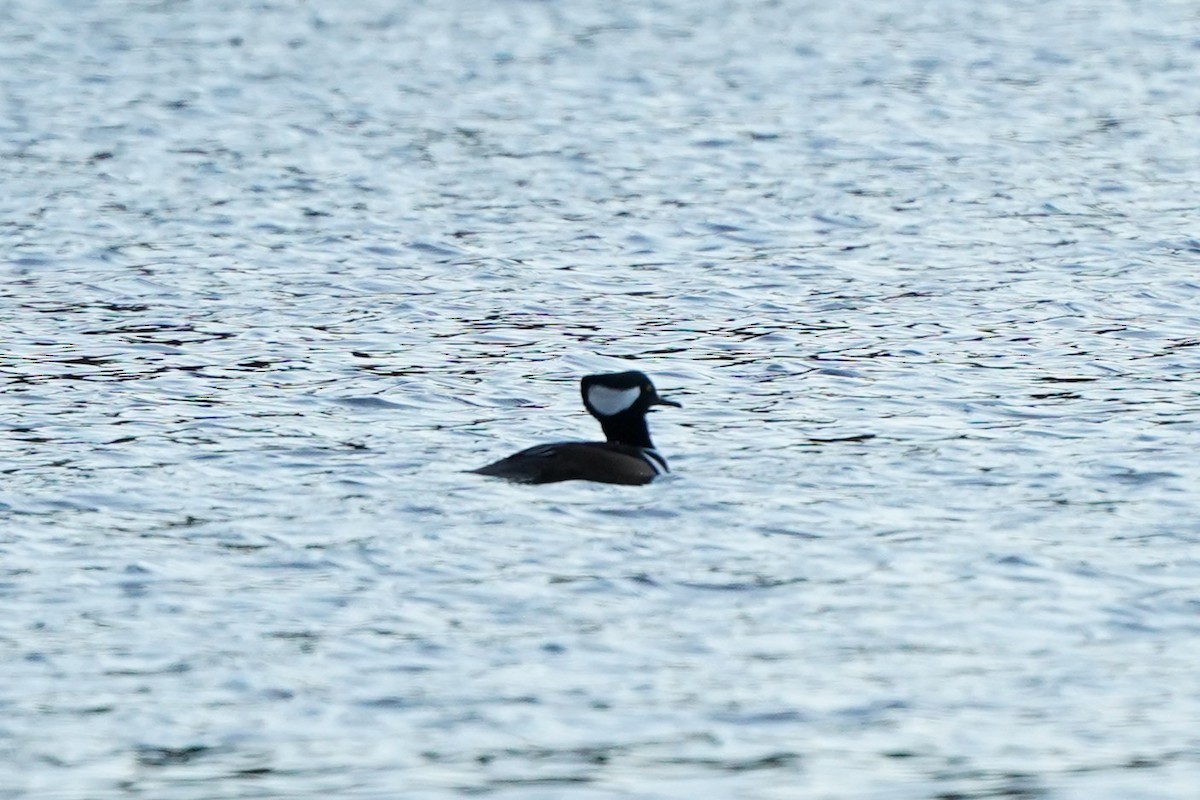 Hooded Merganser - ML645393310