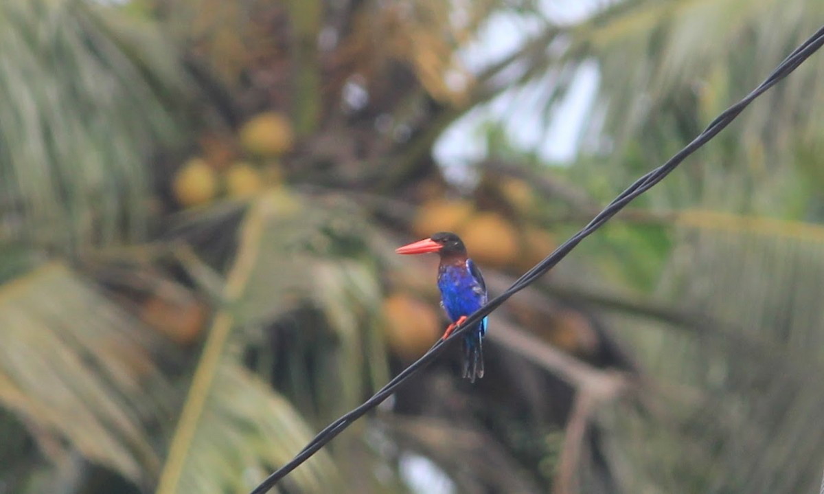 ledňáček jávský - ML645393316