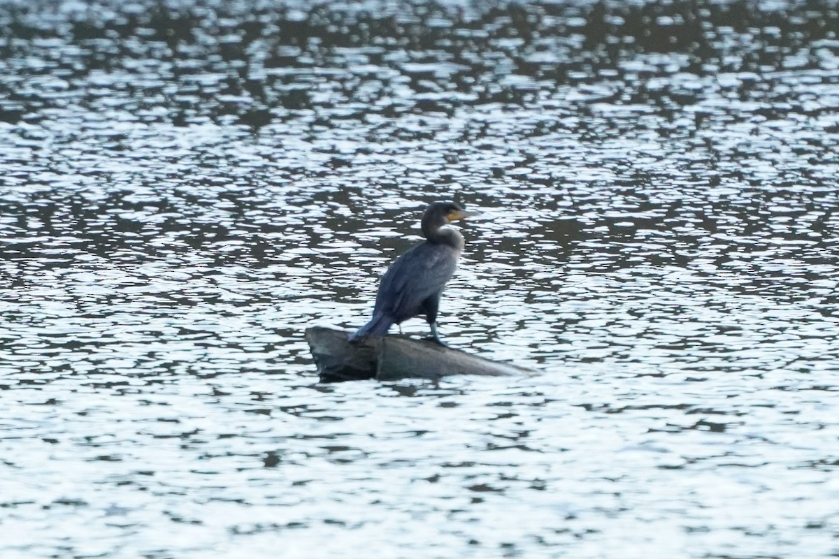 Double-crested Cormorant - ML645393317