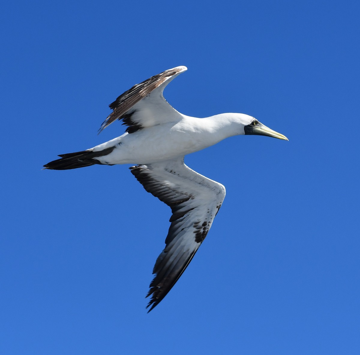Masked Booby - ML645393326