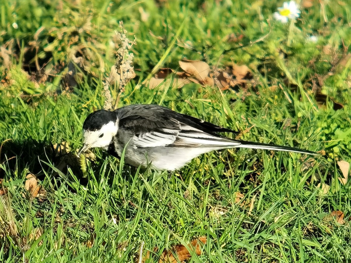 White Wagtail (British) - ML645393334