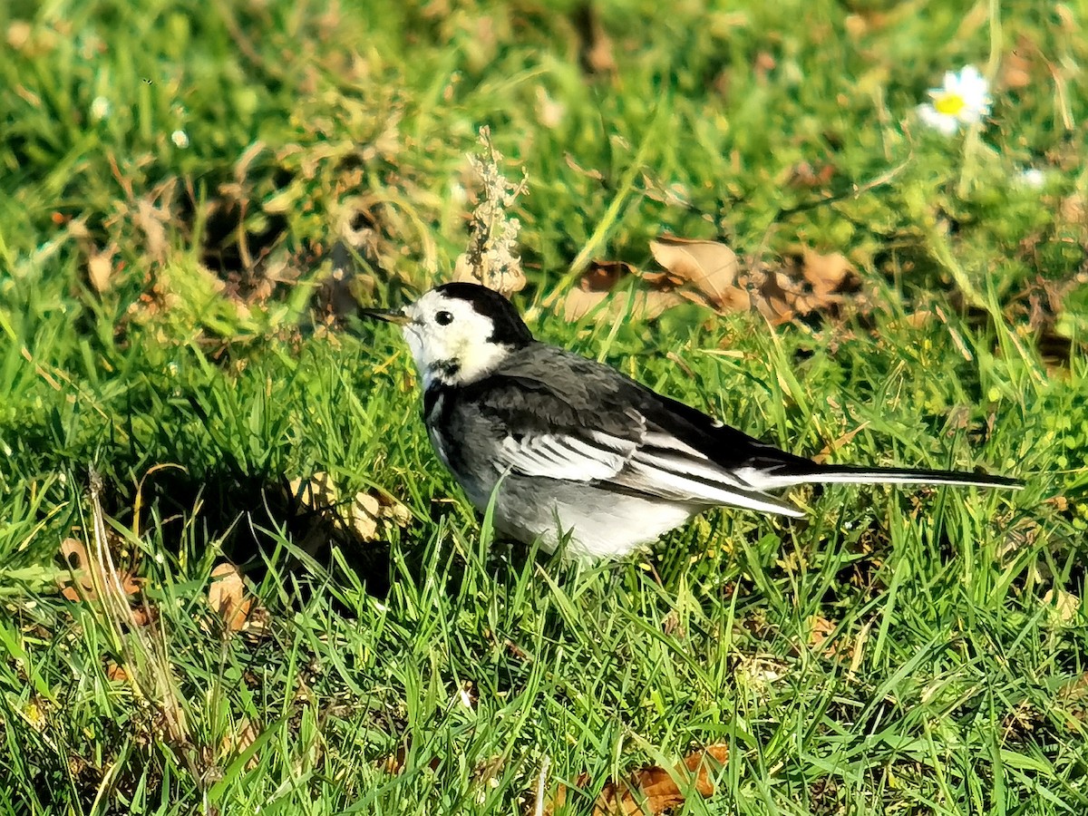 White Wagtail (British) - ML645393335