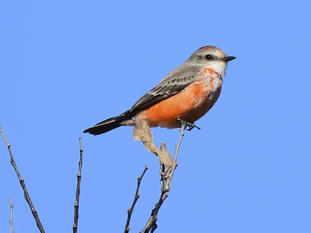 Vermilion Flycatcher - ML645393339