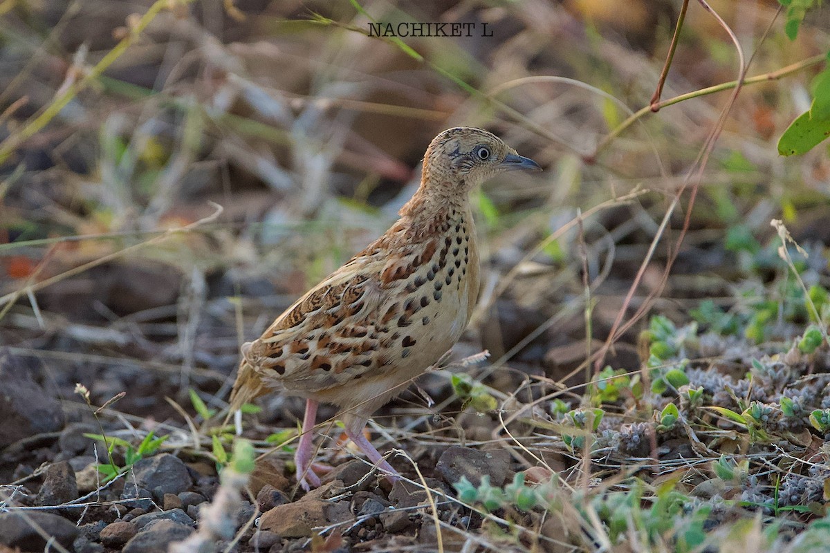 Laufhühnchen - ML645393340