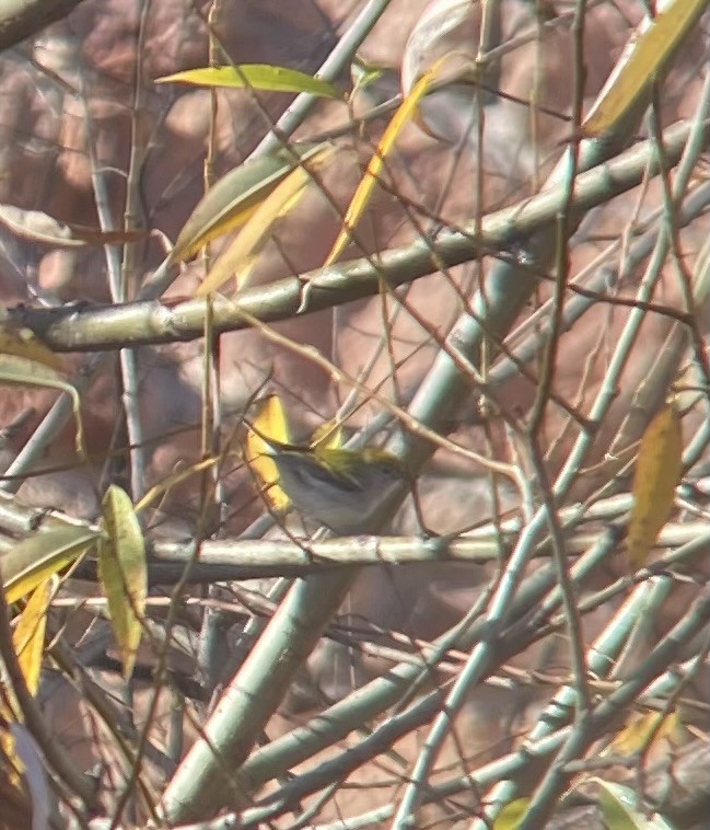 Пісняр-лісовик рудобокий - ML645393341