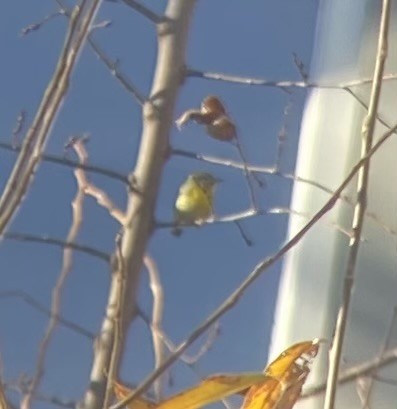 Northern Parula - ML645393347