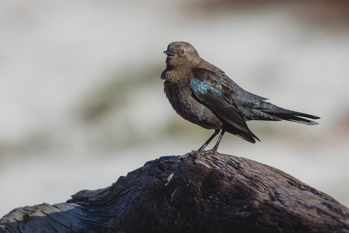 Brewer's Blackbird - ML645393356