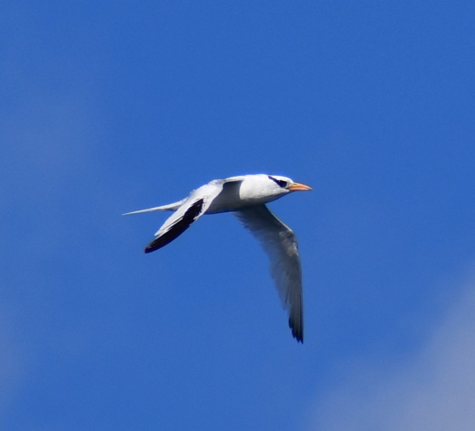 Red-billed Tropicbird - ML645393362